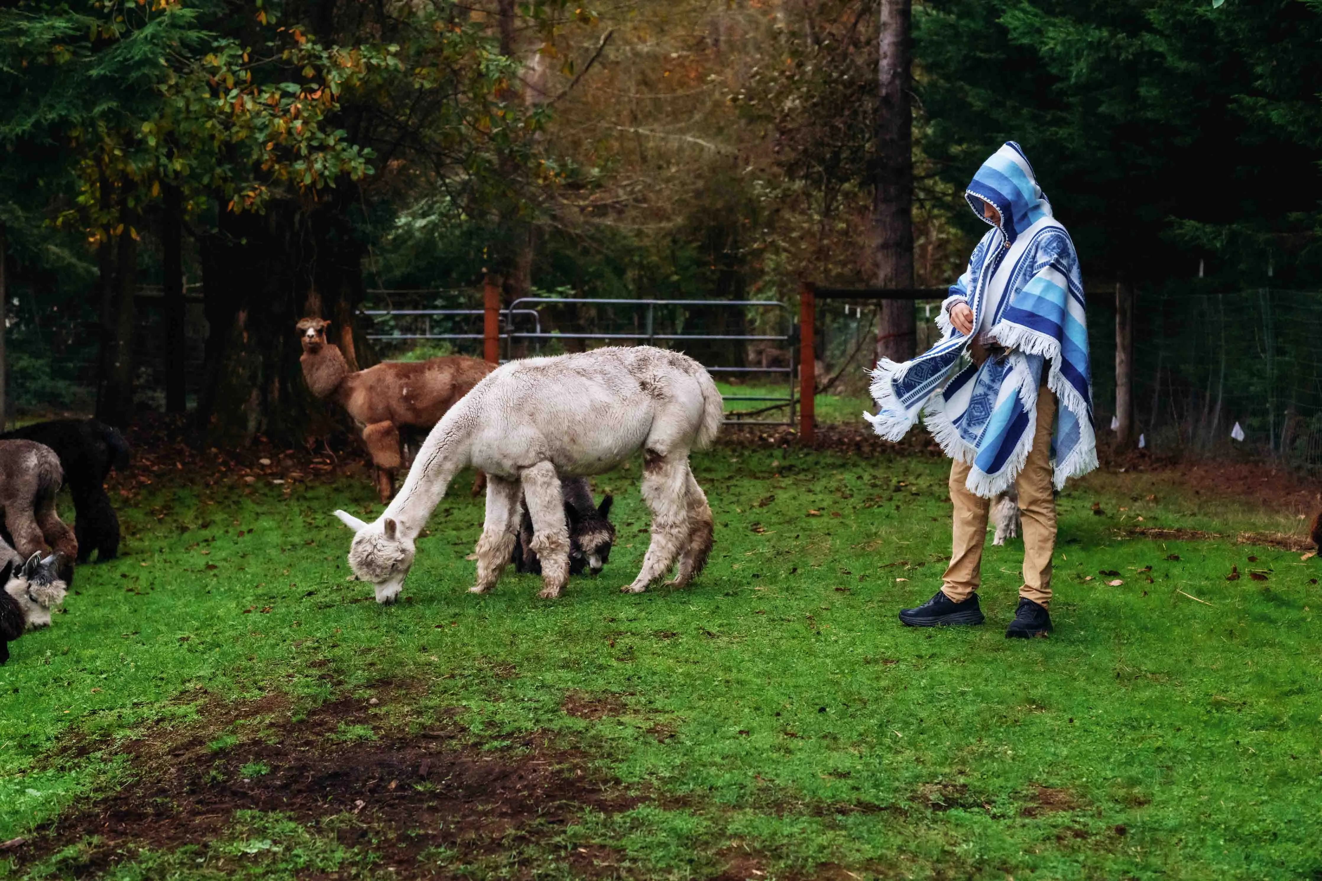 Misti - Sky - Alpaca Shawl Poncho