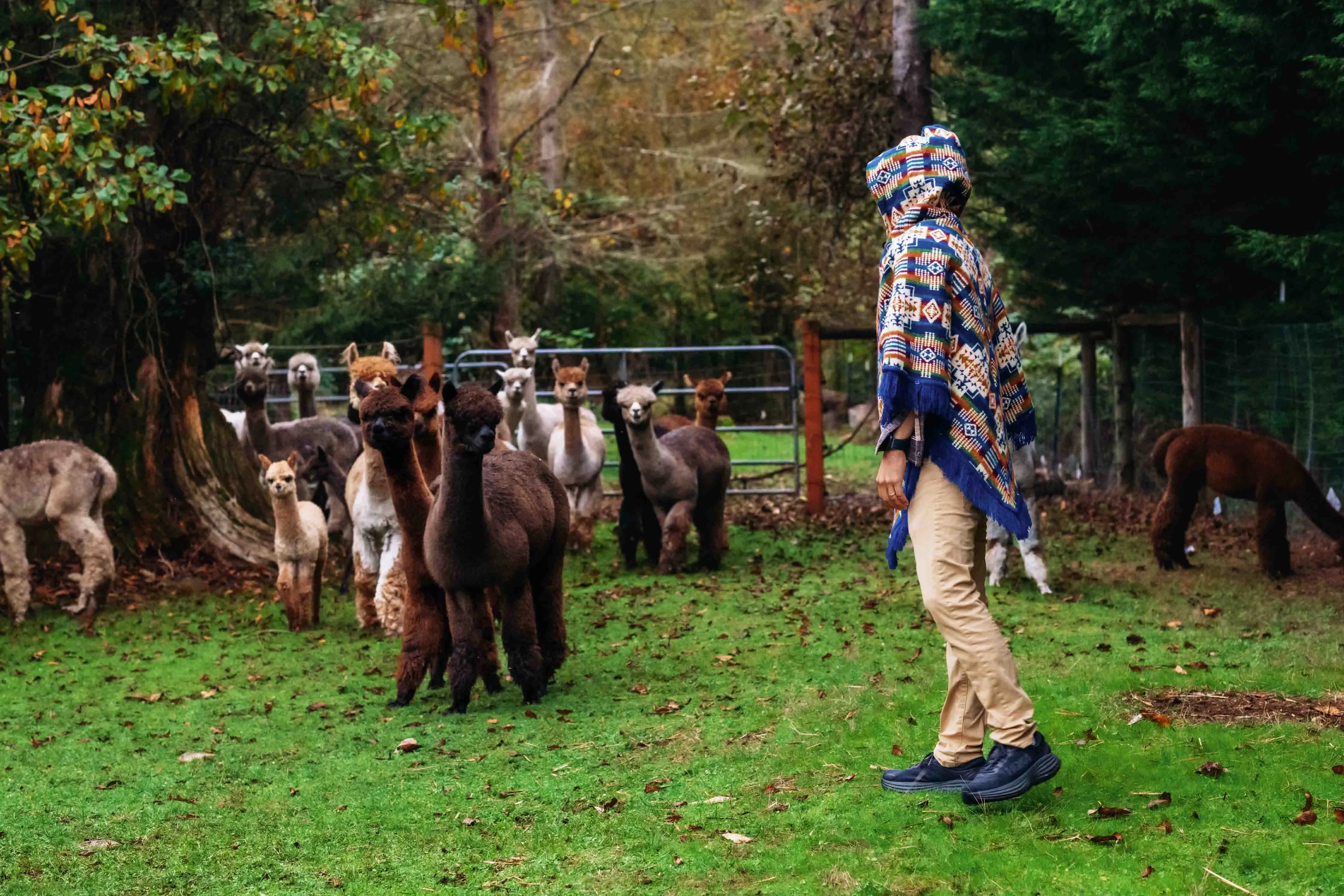 San Borja - Blue Rainbow - Alpaca Poncho with Native Pattern Triangular Design