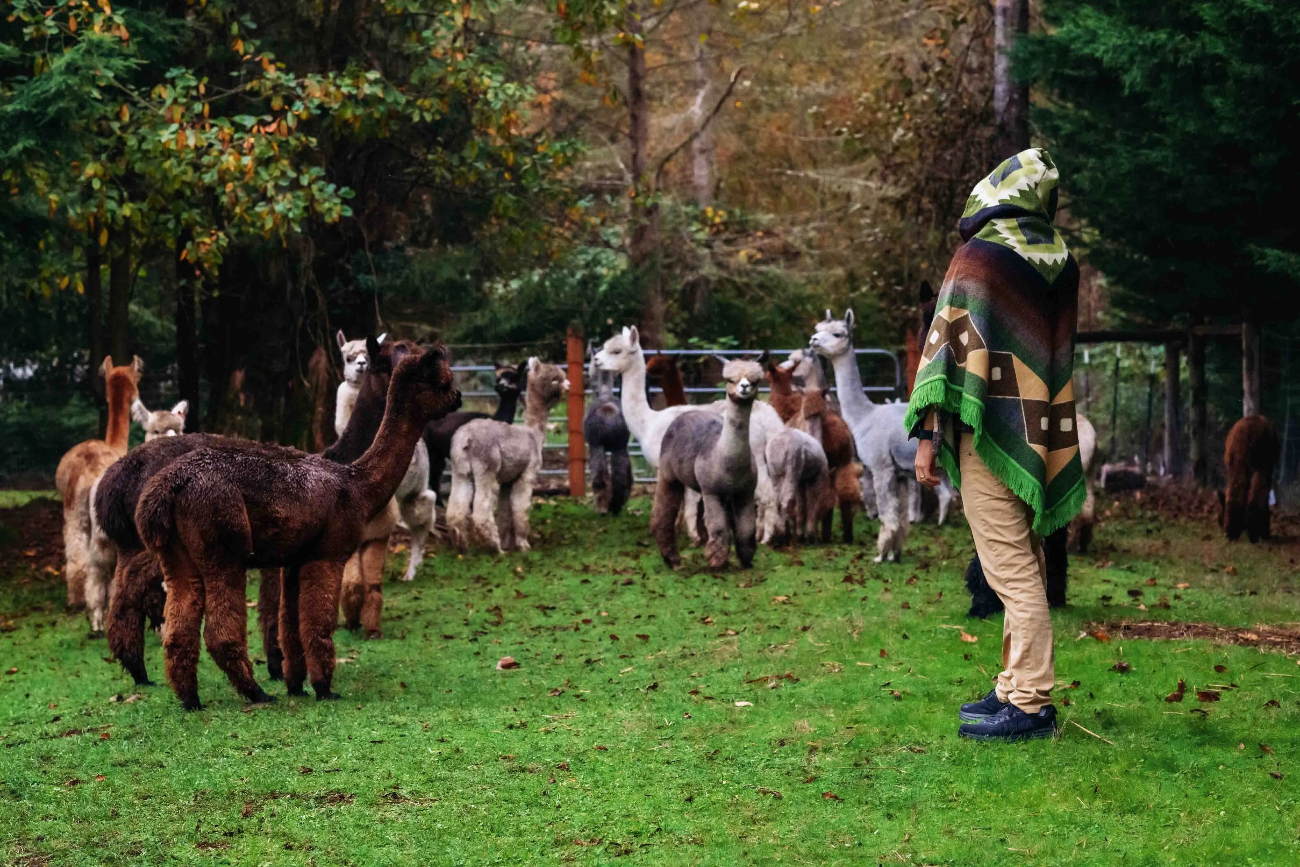 San Isidro - Oasis - Alpaca Poncho with Native Pattern Triangular Design