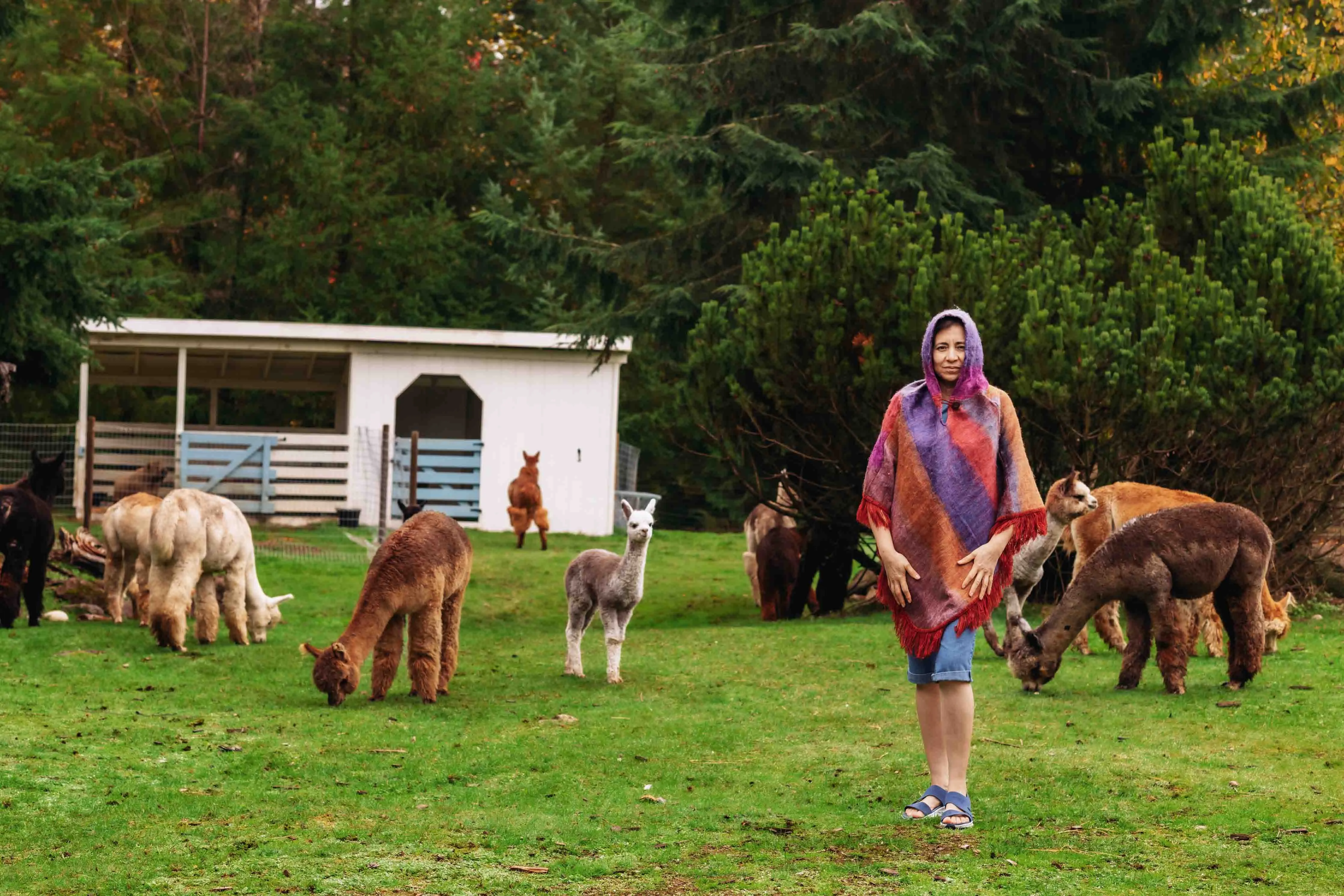 Sunrise Felted Alpaca Poncho with Native Pattern Triangular Design