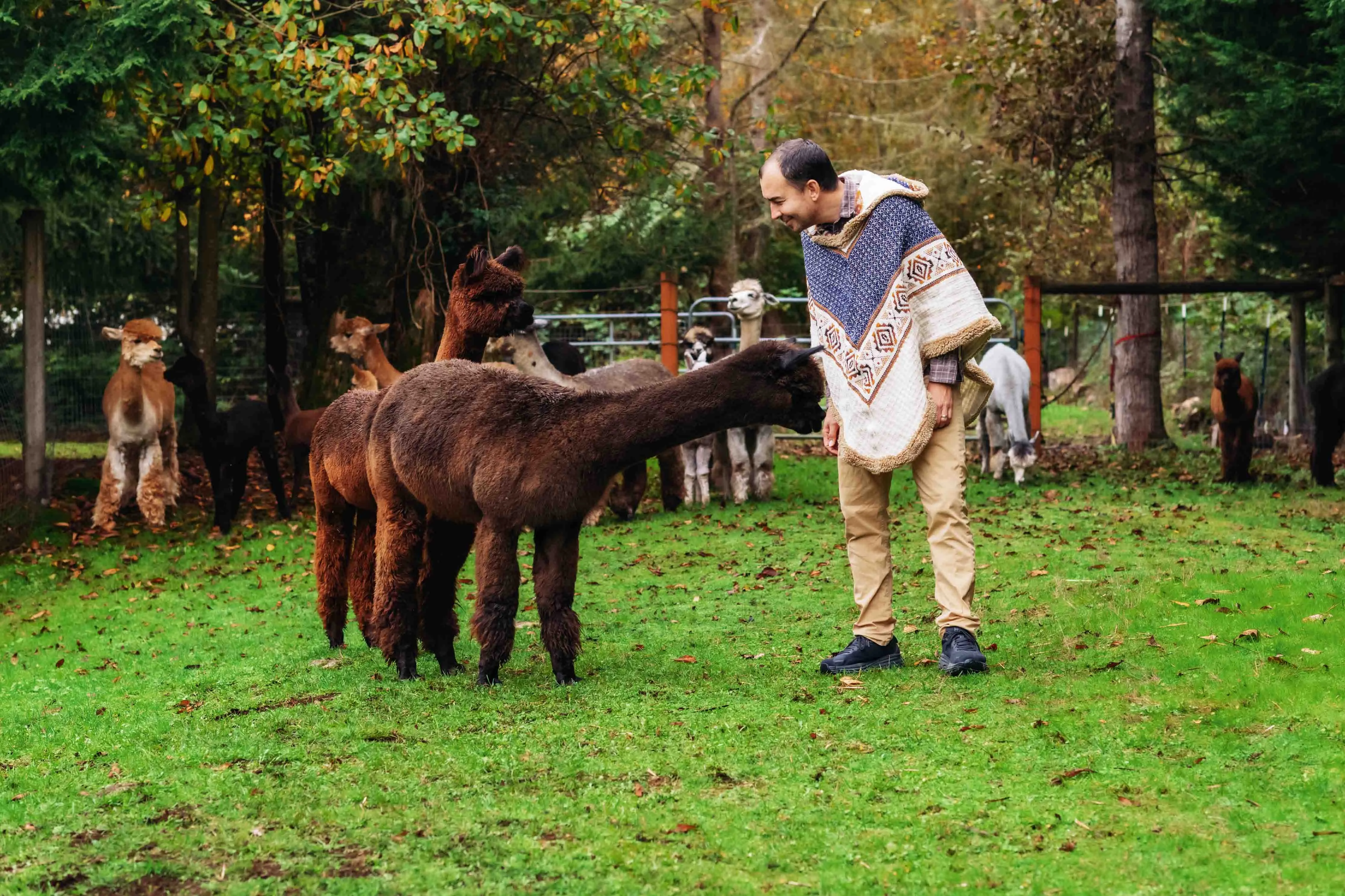 The Inca King - Natural - Alpaca Ruana Poncho with Native Pattern Triangular Design